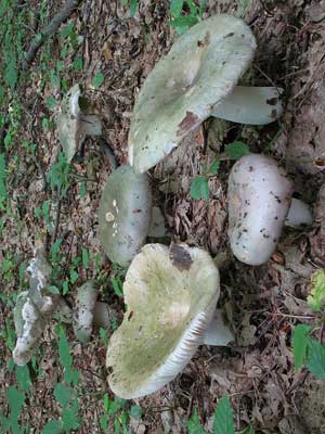 Russula_cyanoxantha