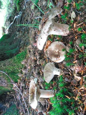 Russula_densifolia