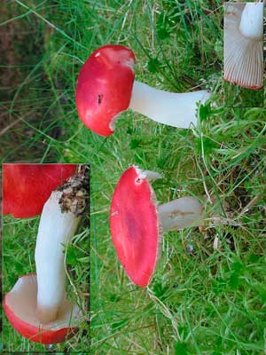 Russula_emetica