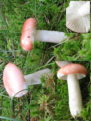 Russula_emetica2