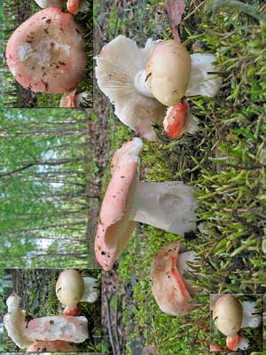 Russula_exalbicans