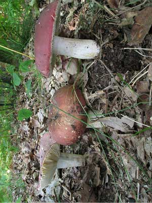 Russula_faginea