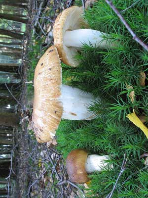 Russula_foetens