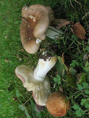 Russula_graveolens