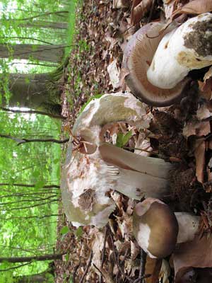 Russula_grisea