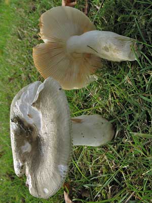 Russula_heterophylla