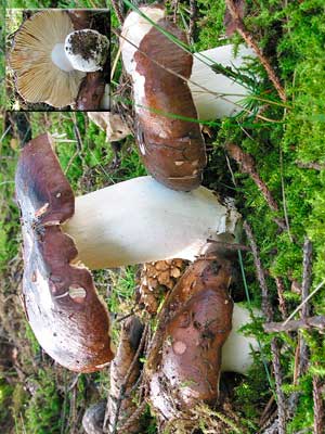 Russula_integra