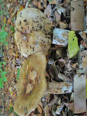 Russula_laurocerasi