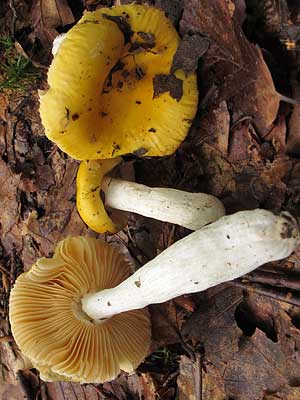 Russula_lutea