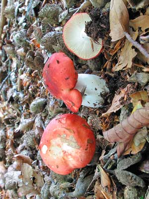 Russula_mairei