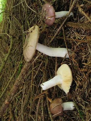 Russula_nauseosa