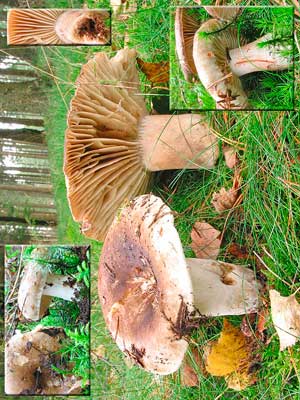 Russula_nigricans