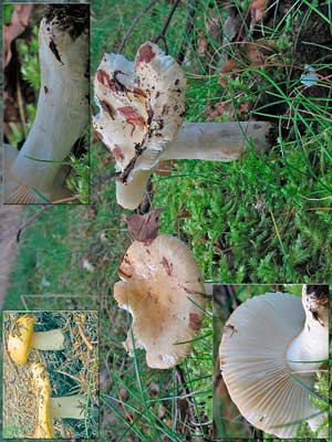 Russula_ochroleuca