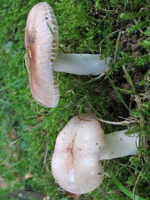 Russula_odorata