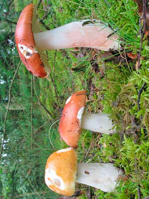 Russula_paludosa