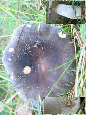 Russula_parazurea