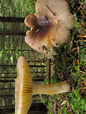 Russula_puellaris