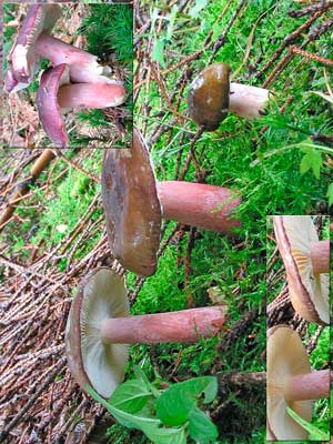 Russula_queletii