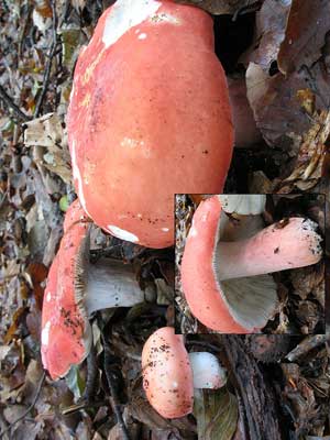 Russula_rosea