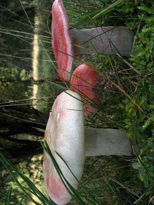 Russula_sanguinea