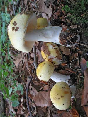 Russula_solaris