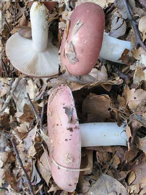 Russula_vesca