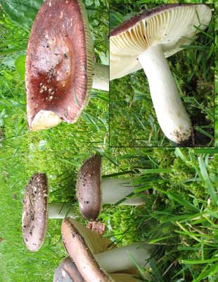 Russula_vinosa