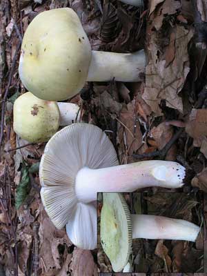 Russula_violeipes