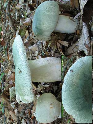 Russula_virescens