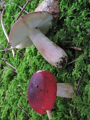 Russula_xerampelina