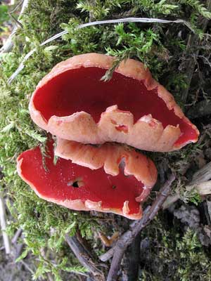 Sarcoscypha_coccinea