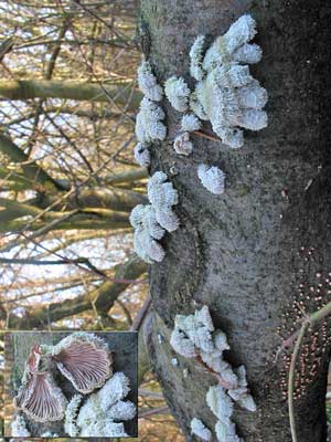 Schizophyllum_commune