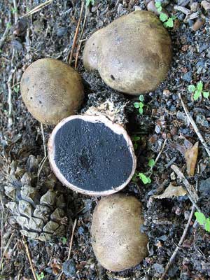 Scleroderma_verrucosum