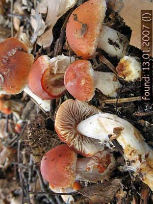 Stropharia_aurantiaca