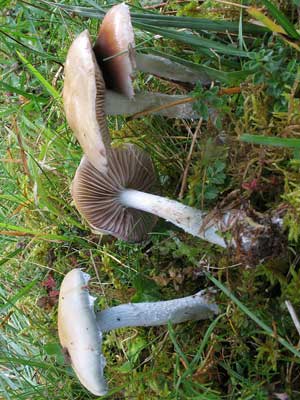 Stropharia_caerulea