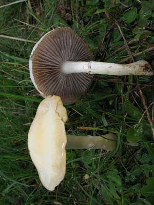 Stropharia_coronilla