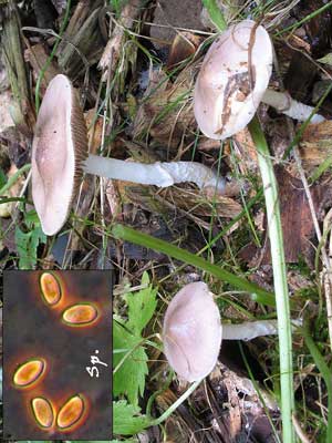 Stropharia_inuncta