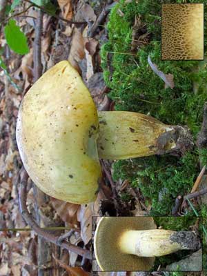 Suillus_bovinus