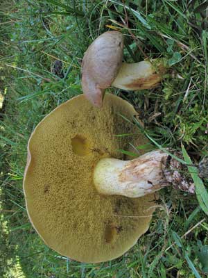 Suillus_granulatus