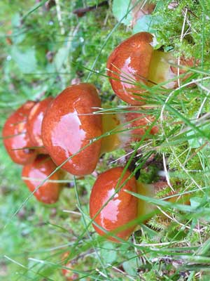 Suillus_grevillei