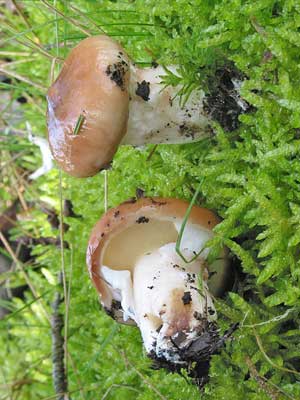 Suillus_luteus