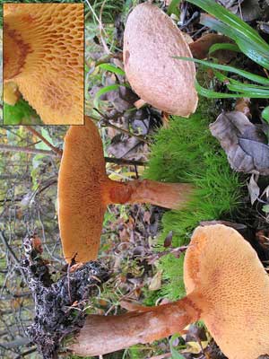 Suillus_tridentinus