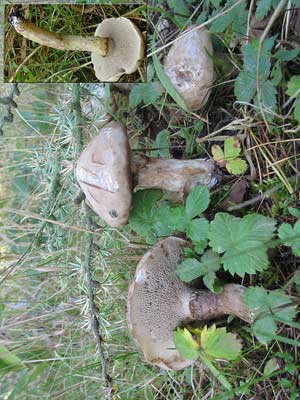 Suillus_viscidus