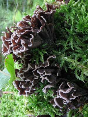 Thelephora_palmata