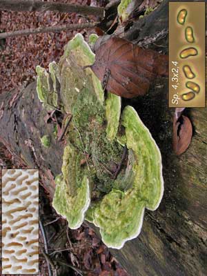 Trametes_gibbosa