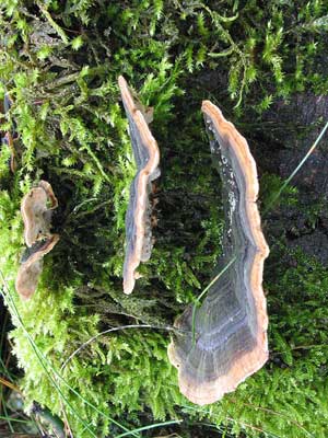 Trametes_versicolor