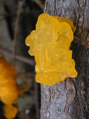 Tremella_mesenterica