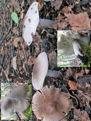 Tricholoma_argyraceum