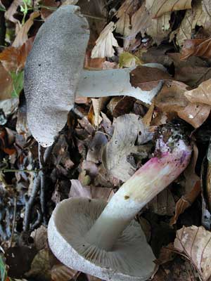 Tricholoma_basirubens