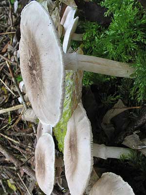 Tricholoma_cingulatum